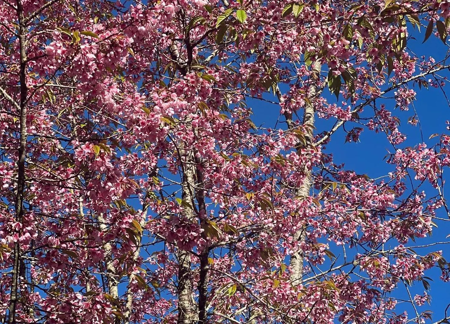 Pousada Sonho Meu Campos do Jordao Lüks kamp alanı
